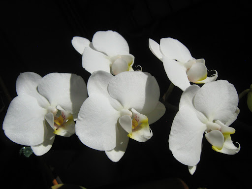 Florist «Island Orchids», reviews and photos, 2204 W Colorado Ave, Colorado Springs, CO 80904, USA