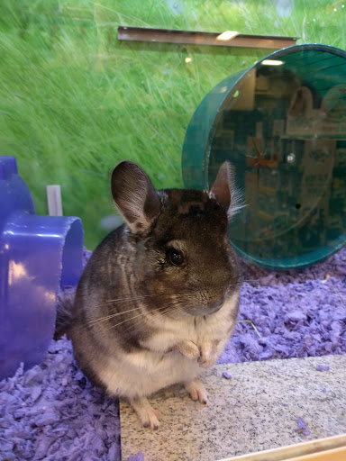 Pet Supply Store «PetSmart», reviews and photos, 1561 N Dysart Rd, Avondale, AZ 85323, USA