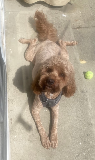 Pet Supply Store «Petco Animal Supplies», reviews and photos, 1150 Concord Ave #160, Concord, CA 94520, USA