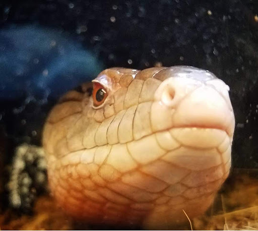 Pet Supply Store «Petco Animal Supplies», reviews and photos, 1175 Ulster Ave, Kingston, NY 12401, USA