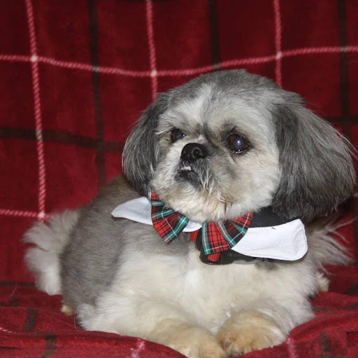 Pet Groomer «A Klassy Lassie, LLC», reviews and photos, 30 Old Jackson Rd, McDonough, GA 30252, USA