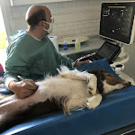 Photo n° 1 de l'avis de Magali.e fait le 12/05/2022 à 05:18 pour Clinique vétérinaire: Veto34 URGENCES VÉTÉRINAIRES 24/24H à Le Perreux-sur-Marne