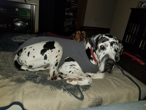 Pet Supply Store «Fetch Pet Supplies & Gifts», reviews and photos, 1332 E Republic Rd, Springfield, MO 65804, USA