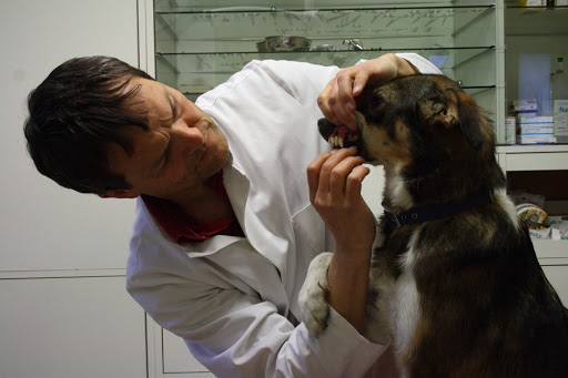 Tierarzt Dr. Ulrich Abmayr - Termine nach Vereinbarung unter Günzburg, Bayern