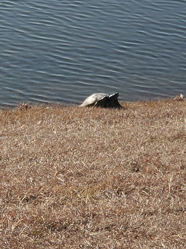 Park «Waterview Park», reviews and photos, 1700 Whitecliff Dr, Duncanville, TX 75137, USA