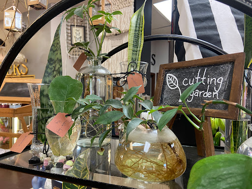 Florist «Mariposa Plants And Flowers», reviews and photos, 801 8th St #110, Greeley, CO 80631, USA