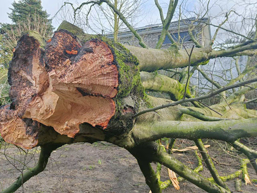Bäume fällen Hannover