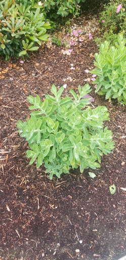 Park «Viewpoint Park», reviews and photos, 134th & NE 24th Street, Bellevue, WA 98005, USA