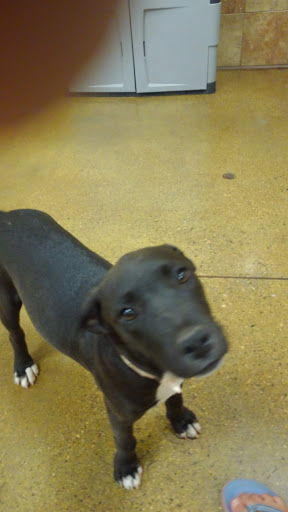 Pet Supply Store «PetSmart», reviews and photos, 3260 Stockton Hill Rd, Kingman, AZ 86409, USA