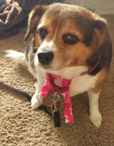 Pet Store «Pet Valu», reviews and photos, 2645 Shillington Rd, Sinking Spring, PA 19608, USA