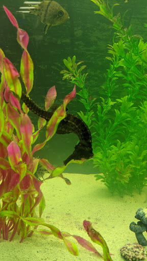 Aquarium «Team ECCO Ocean Center & Aquarium», reviews and photos, 511 N Main St, Hendersonville, NC 28792, USA