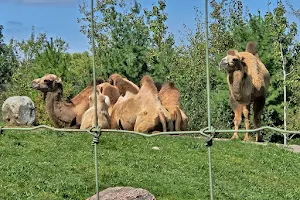 Bactrian Camel Exhibit image