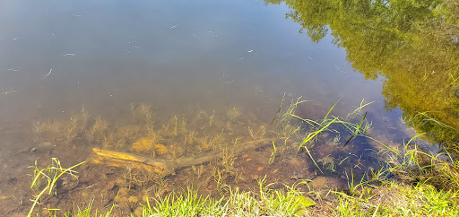 Outdoor Sports Store «Maple Hill Disc Golf», reviews and photos, 132 Marshall St, Leicester, MA 01524, USA