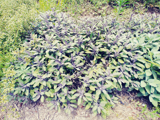 Farm «Heron Pond Farm», reviews and photos, 299 Main Ave, South Hampton, NH 03827, USA