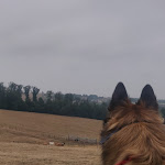 Photo n° 4 de l'avis de Julien.i fait le 04/09/2022 à 12:03 pour Elevage et pension canine du Bois Blanc Val (SARL Des Cotes Noires) à Moëslains