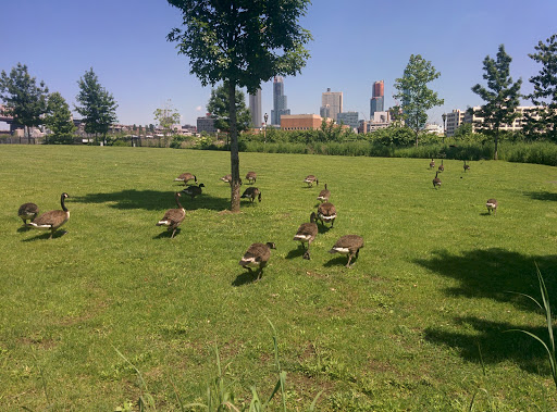 Park «Franklin D. Roosevelt Four Freedoms Park», reviews and photos, 1 FDR Four Freedoms Park, Roosevelt Island, NY 10044, USA