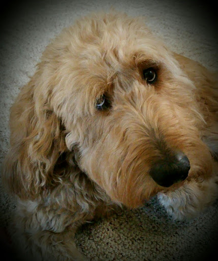 Pet Supply Store «Pet Supplies Plus», reviews and photos, 5708 State St, Saginaw, MI 48603, USA