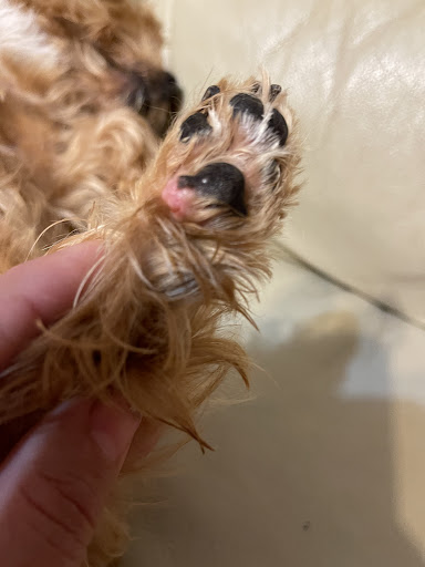 Pet Supply Store «Petco Animal Supplies», reviews and photos, 12611 Jefferson Davis Hwy, Chester, VA 23831, USA