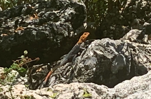 Museum «A.E. Backus Museum and Gallery», reviews and photos, 500 N Indian River Dr, Fort Pierce, FL 34950, USA