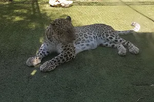 Leopardos image