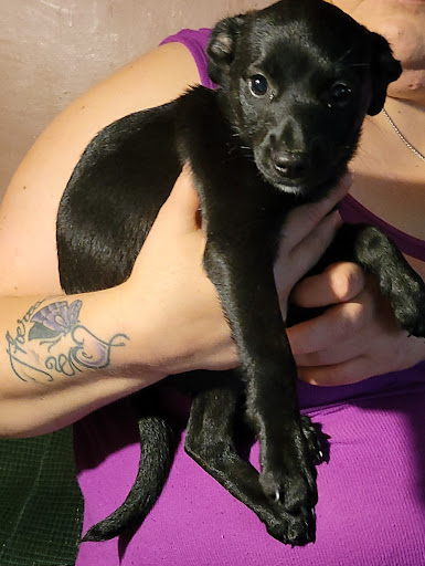 Pet Supply Store «Pet Supplies Plus», reviews and photos, 120 Sara Way, Belle Vernon, PA 15012, USA