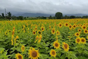 Sunflower Plantations image