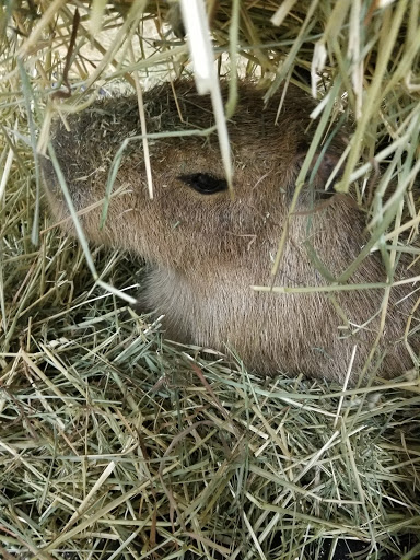 Zoo «Jozee Rooz Indoor Petting Zoo», reviews and photos, 120 138th St S, Tacoma, WA 98444, USA