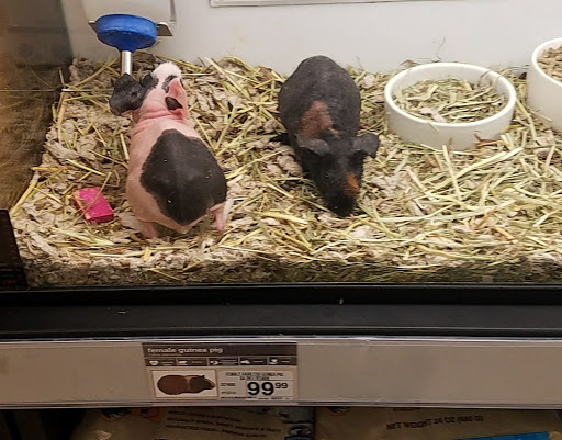 Pet Supply Store «Petco Animal Supplies», reviews and photos, 2095 N Harris Blvd, Layton, UT 84041, USA