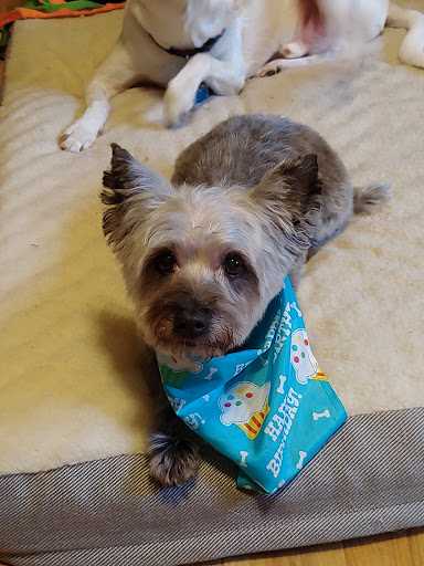 Pet Supply Store «PetSmart», reviews and photos, 10 Hazard Ave, Enfield, CT 06082, USA