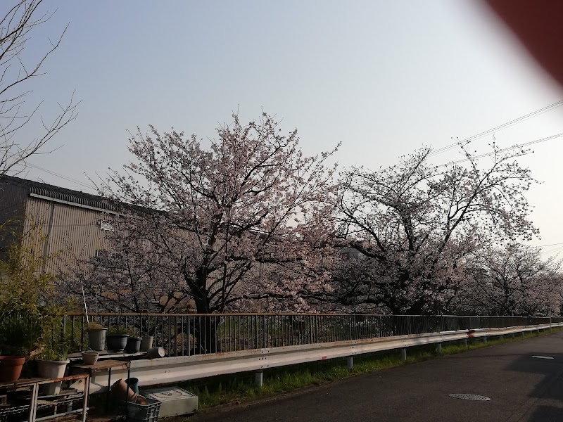 太間の桜並木