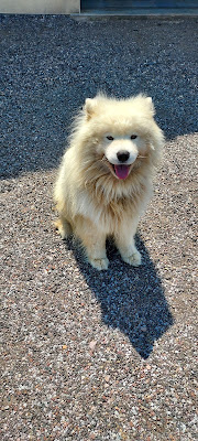 Le Chien Rêveur à Saint-Loup-sur-Semouse