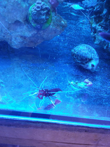Aquarium Shop «Aquarium Arts», reviews and photos, 1810 W Baseline Rd #1, Mesa, AZ 85202, USA