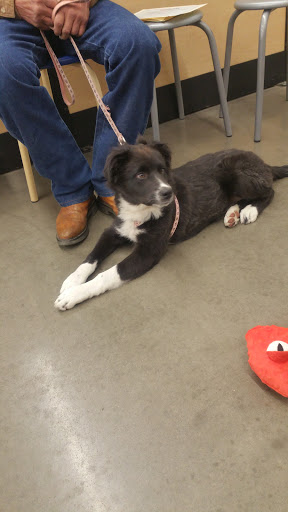 Pet Supply Store «PetSmart», reviews and photos, 11183 S Parker Rd, Parker, CO 80134, USA