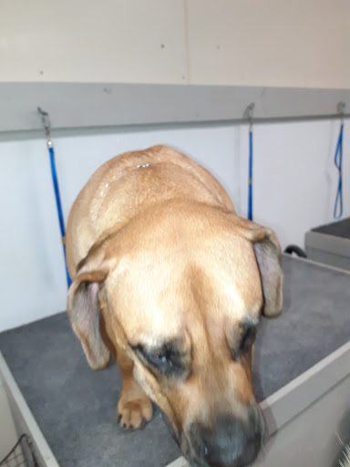 Pet Groomer «U Dirty Dog», reviews and photos, 232 Stevens Entry, Peachtree City, GA 30269, USA