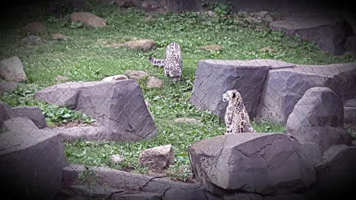 Zoo «Fragile Desert», reviews and photos, 3300 Golf Rd, Brookfield, IL 60513, USA