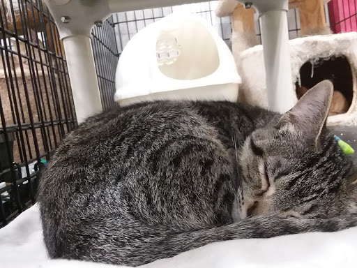 Pet Supply Store «PetSmart», reviews and photos, 3450 N Morrison Rd, Muncie, IN 47304, USA