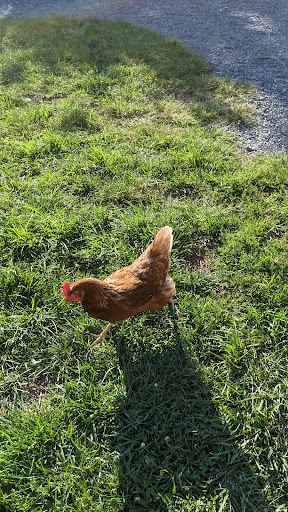 Winery «Rocklands Farm», reviews and photos, 14525 Montevideo Rd, Poolesville, MD 20837, USA