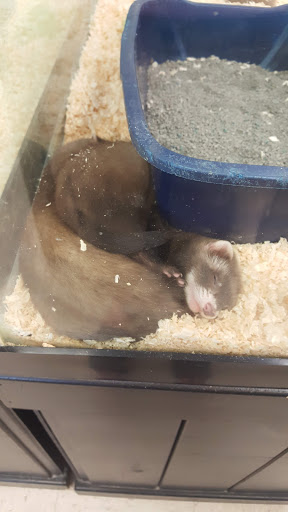 Pet Supply Store «Pet Palace Inc», reviews and photos, 253 Scranton Carbondale Hwy, Scranton, PA 18508, USA