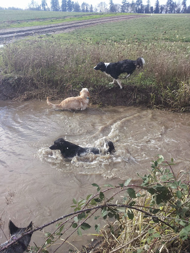 Dog Trainer «Suite Dog Daze», reviews and photos, 2090 Front St NE, Salem, OR 97301, USA