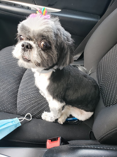 Pet Supply Store «PetSmart», reviews and photos, 5226 S College Rd, Wilmington, NC 28412, USA