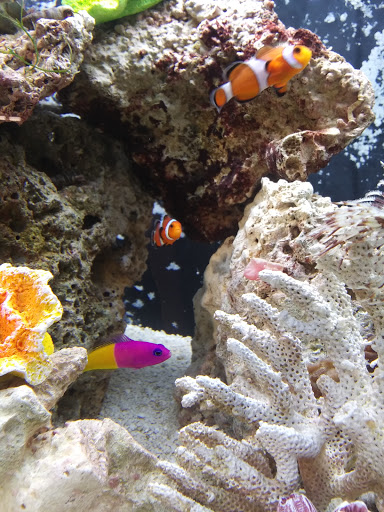 Pet Supply Store «Pet Supplies Plus», reviews and photos, 738 U.S. 9, Fishkill, NY 12524, USA