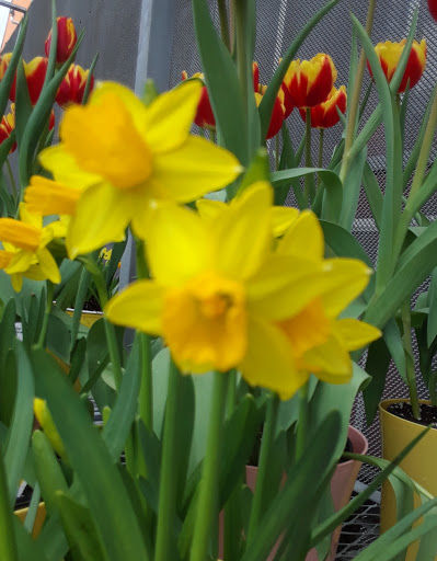 Home Improvement Store «The Home Depot», reviews and photos, 140 Maxwell Lane, Dahlonega, GA 30533, USA