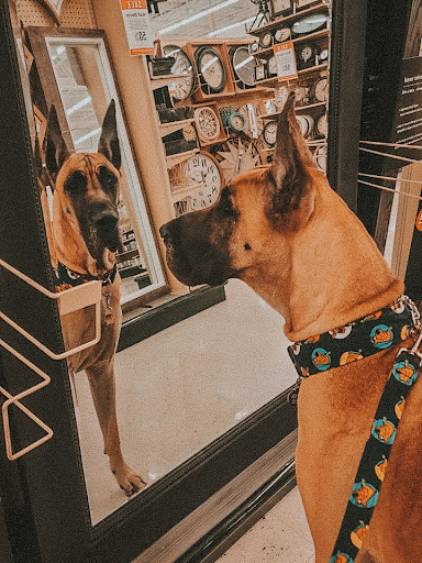 Craft Store «Hobby Lobby», reviews and photos, 7325 Gall Blvd, Zephyrhills, FL 33541, USA