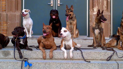 Chicago Canine Academy