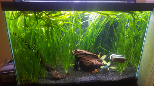 Tropical Fish Store «Golden Fish Aquariums», reviews and photos, 7145 W Colfax Ave, Lakewood, CO 80214, USA