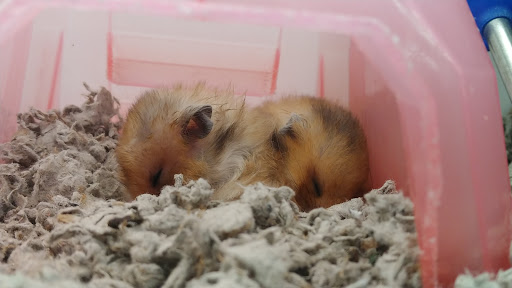 Pet Supply Store «Petco Animal Supplies», reviews and photos, 848 N Colony Rd c, Wallingford, CT 06492, USA