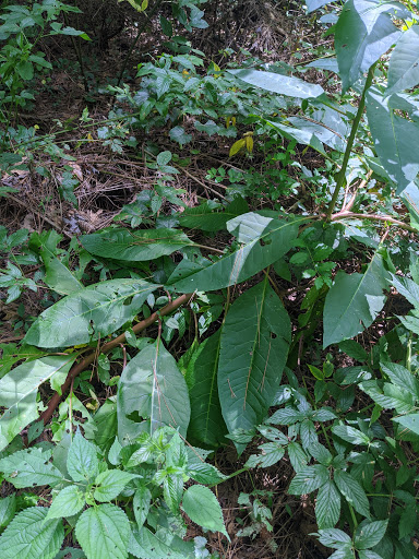 Nature Preserve «MaryAnn Brown Nature Preserve», reviews and photos, 13515 LA-965, St Francisville, LA 70775, USA