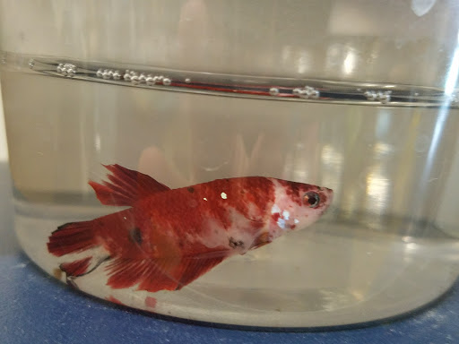 Pet Supply Store «Petco Animal Supplies», reviews and photos, 2515 Corridor Way #3, Coralville, IA 52241, USA