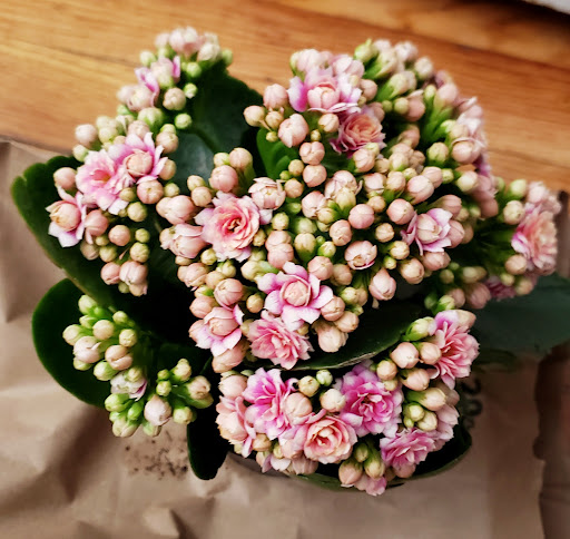 Florist «AB Garden Center & Florist Inc», reviews and photos, 162-24 Northern Blvd, Flushing, NY 11358, USA