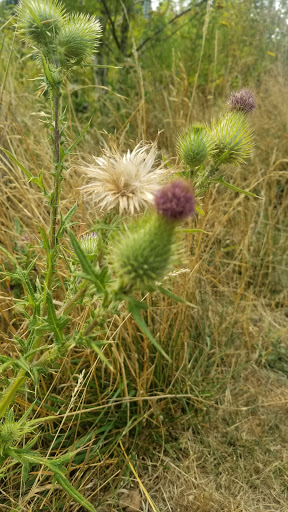 Park «Evelyn M. Schiffler Memorial Park», reviews and photos, SW Erickson Ave, Beaverton, OR 97005, USA